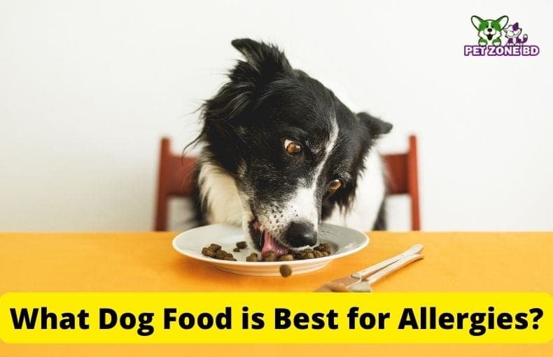 What Dog Food Is Best For Allergies?