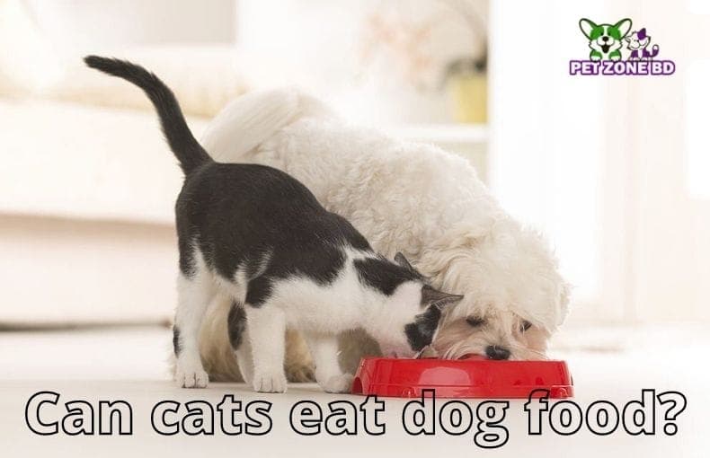Can Cats Eat Dog Food?