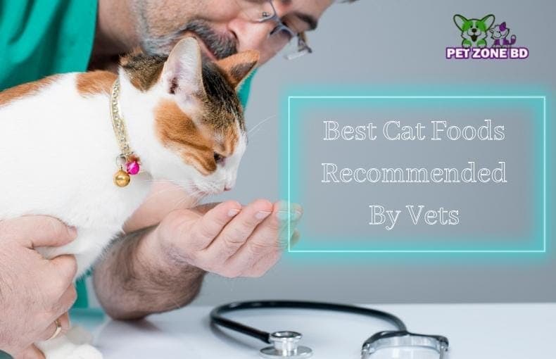 Best Cat Foods Recommended By Vets