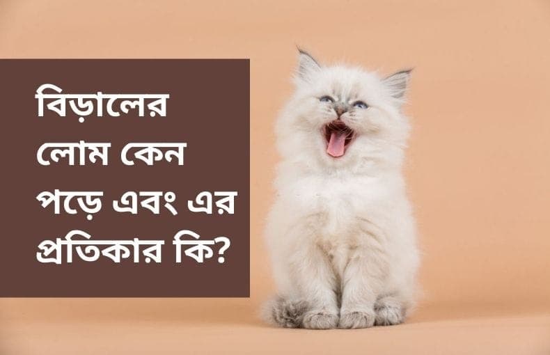 বিড়ালের লোম কেন পড়ে এবং এর প্রতিকার কি?