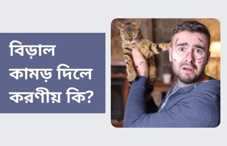 বিড়াল কামড় দিলে কি করণীয়?