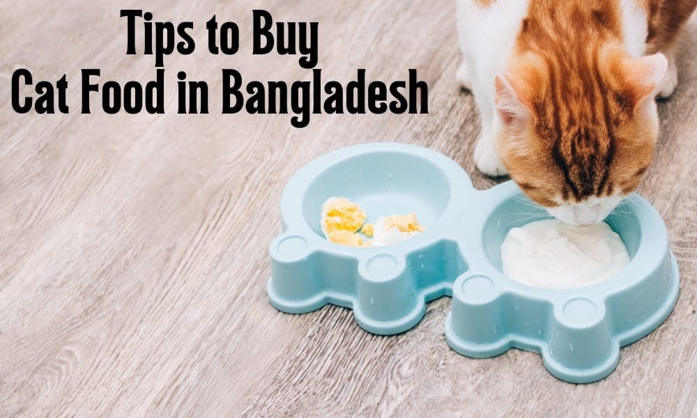 Tips to Buy Cat Food in Bangladesh