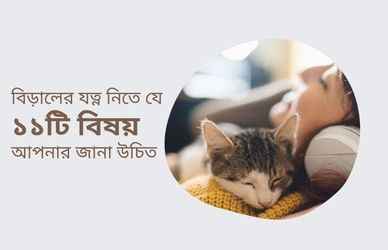 বিড়ালের যত্ন নিতে যে ১১টি বিষয় আপনার জানা উচিত