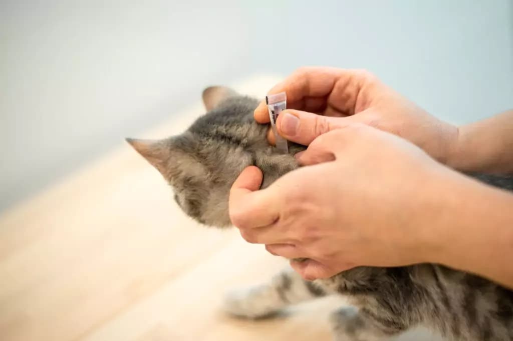 Flea and Tick Treatment and Medicine for Cats