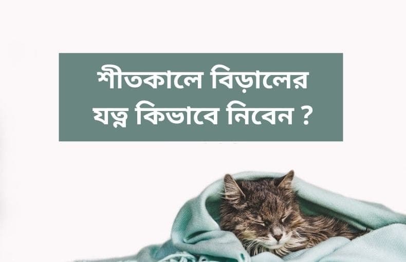শীতকালে বিড়ালের যত্ন কিভাবে নিবেন ?