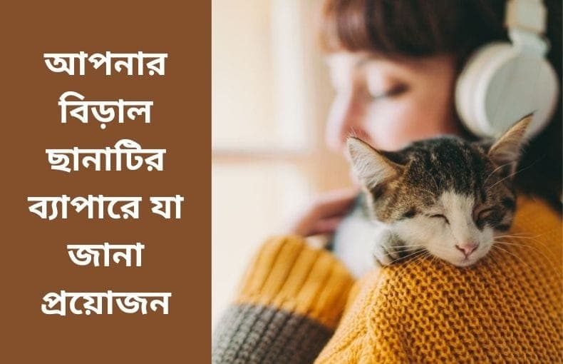 আপনার বিড়াল ছানাটির ব্যাপারে যা জানা প্রয়োজন