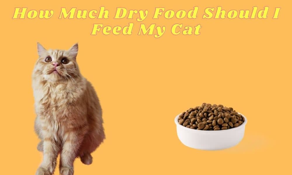 How Much Dry Food Should I Feed My Cat