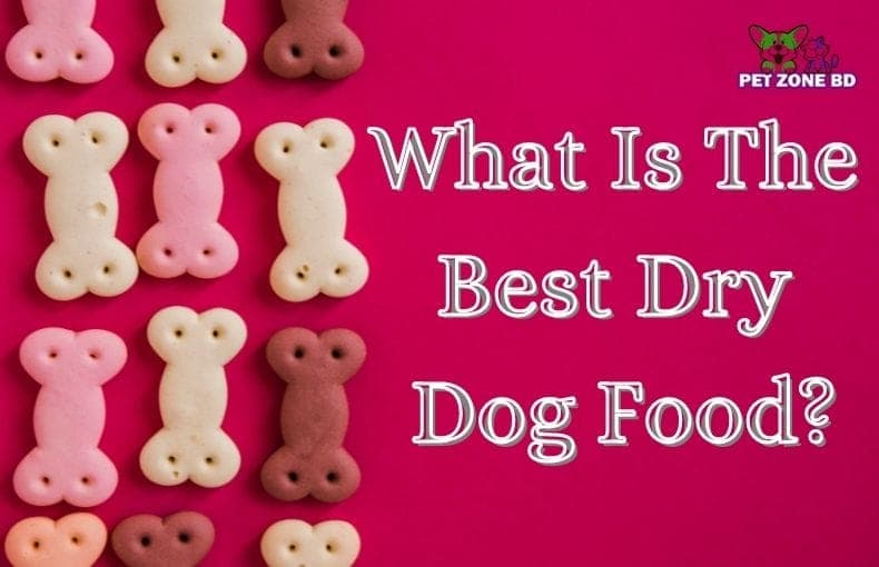 What Is The Best Dry Dog Food?