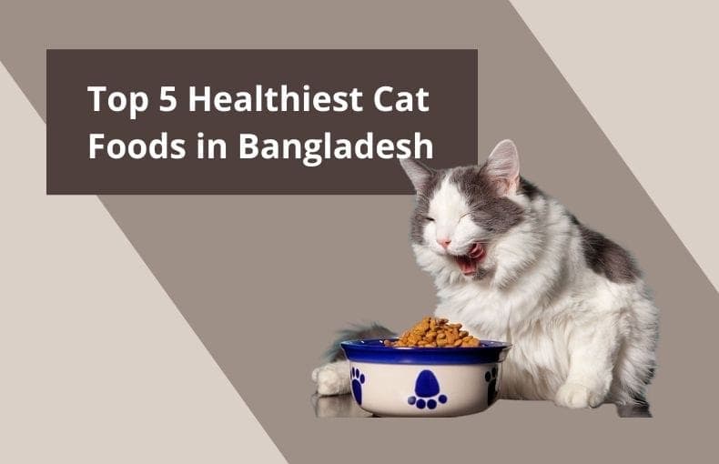 Top 5 Healthiest Cat Foods in Bangladesh