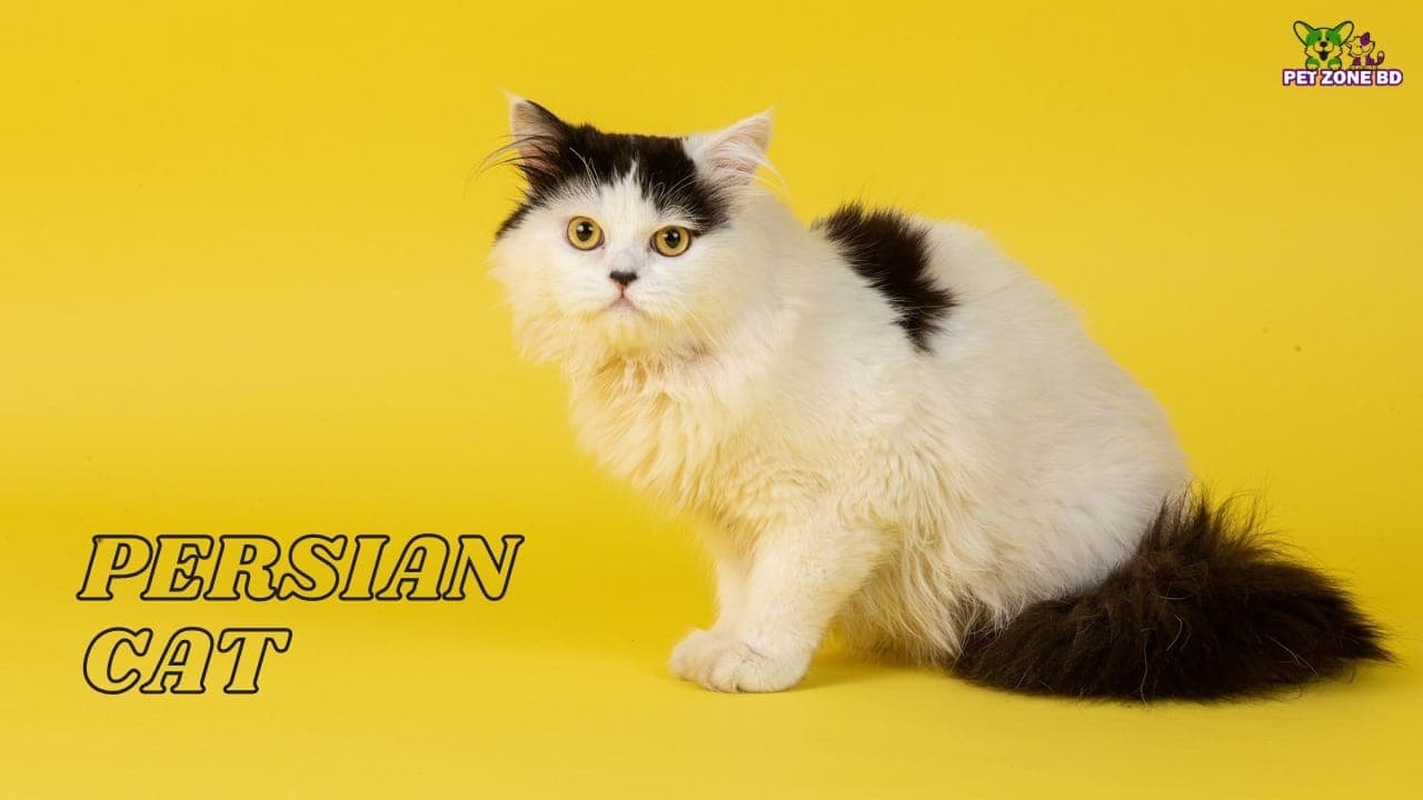Persian Cat Price in Bangladesh