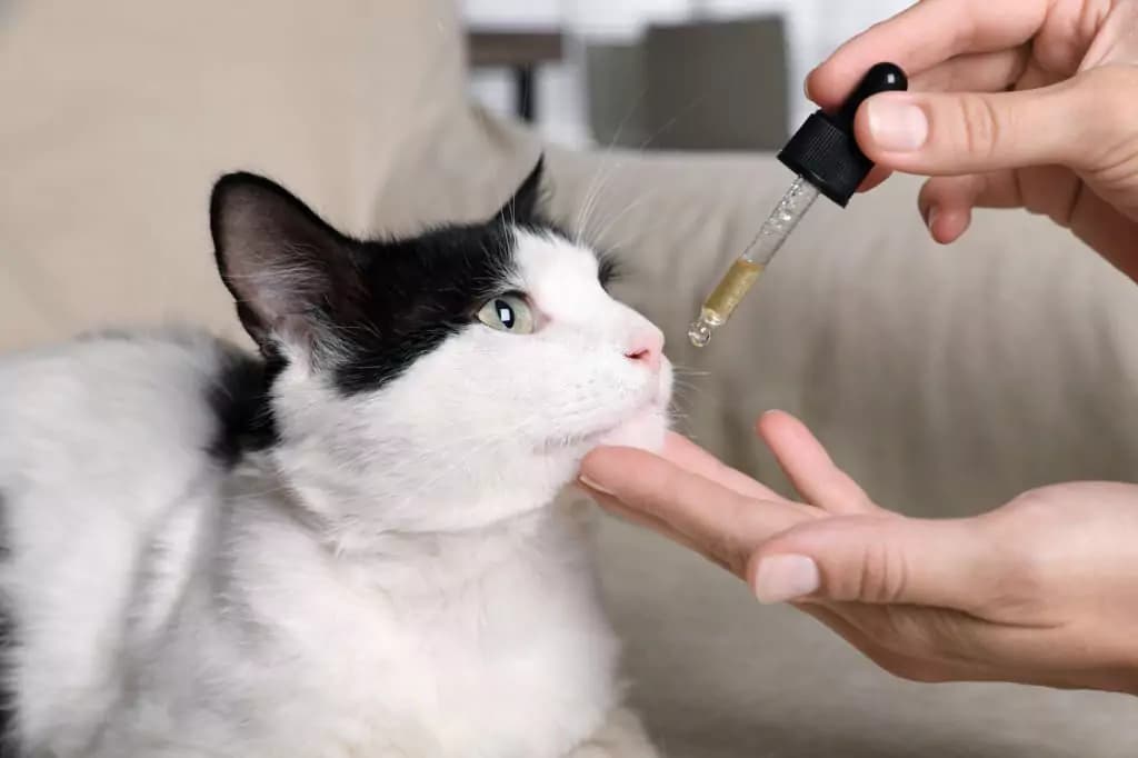 Cat Vitamins and Best Multivitamin For Cats
